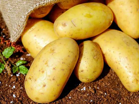 Vypěstujte si sami vlastní krásné brambory