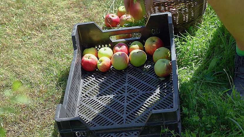 Sklizená jablka je potřeba správně uskladnit