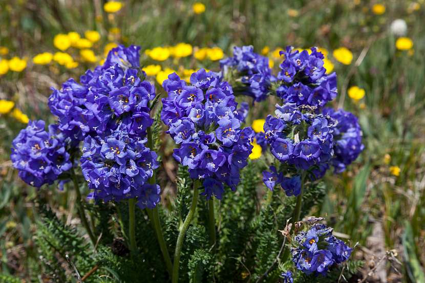 Jirnice modrá je vytrvalá bylina s jasně modrými až nafialovělými květy (Zdroj: Depositphotos (https://cz.d)epositphotos.com)