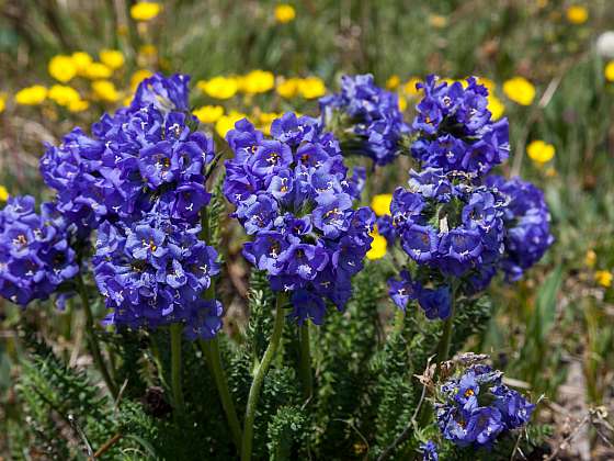 Jirnice modrá je vytrvalá bylina s jasně modrými až nafialovělými květy (Zdroj: Depositphotos (https://cz.d)epositphotos.com)
