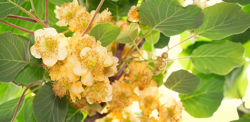 Kiwi kvete něžnými bílými květy