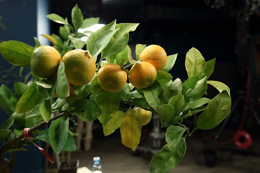 Mandarinky pěstované v domácích podmínkách