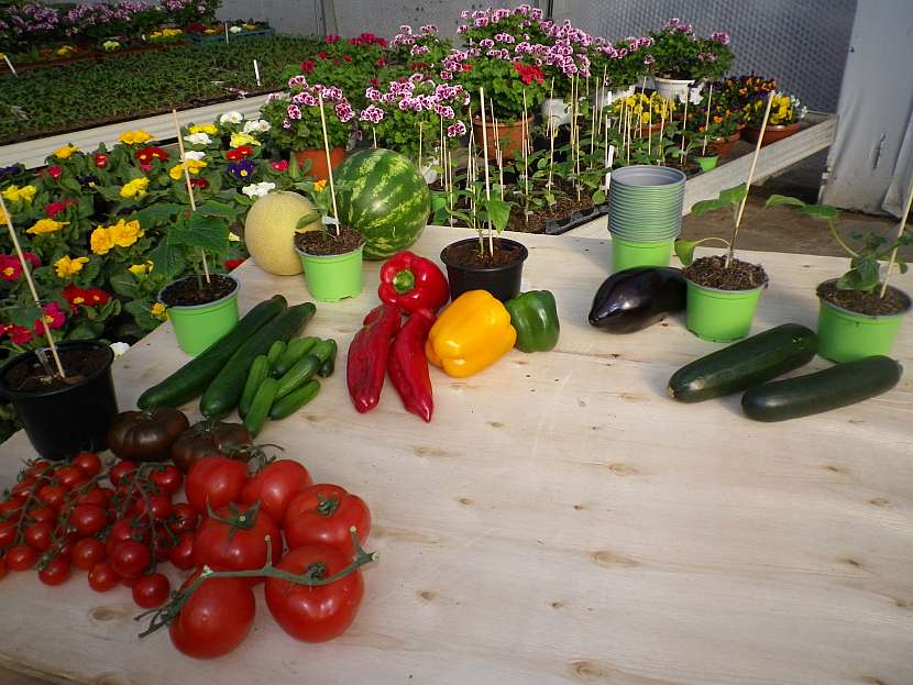Plodová zelenina k roubování (Zdroj: Ludmila Dušková)
