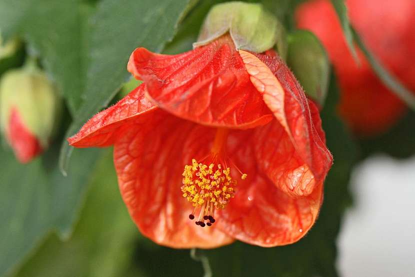 Abutilon neboli podslunečník – atraktivní pokojová rostlina s hedvábnými květy