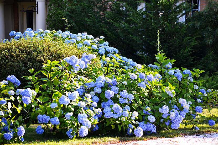 Hortenzie patří k nejkrásnějším keřům vhodných pro kvetoucí zahrady (Zdroj: Depositphotos (https://cz.depositphotos.com))