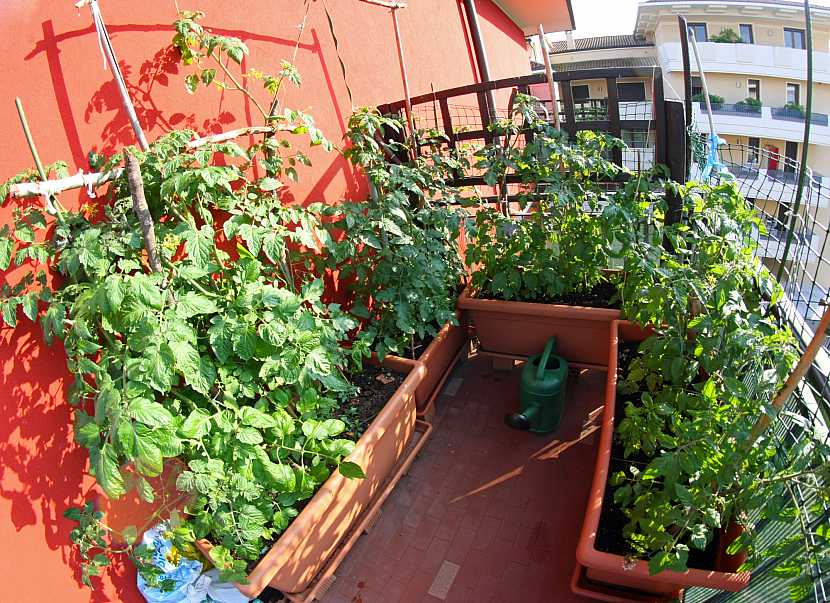 Balkon nemusí být jen pro odpočinek, ale poslouží i k zisku chutné zeleniny (Zdroj: Depositphotos)