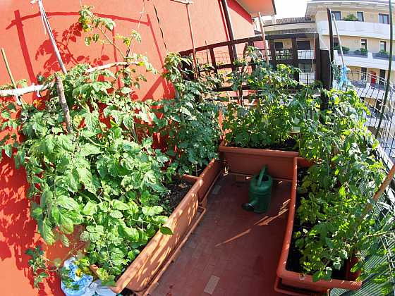 Balkon nemusí být jen pro odpočinek, ale poslouží i k zisku chutné zeleniny (Zdroj: Depositphotos)