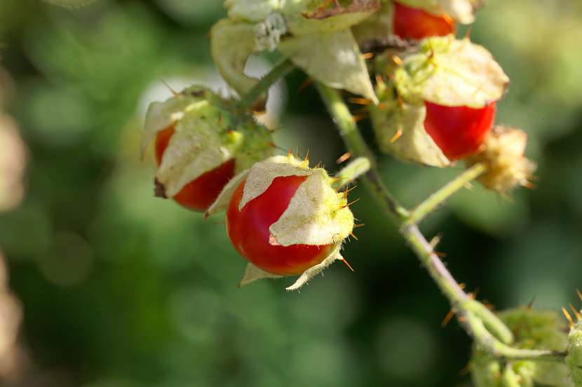 Kvůli ostnům sbírejte liči rajče v zahradnických rukavicích