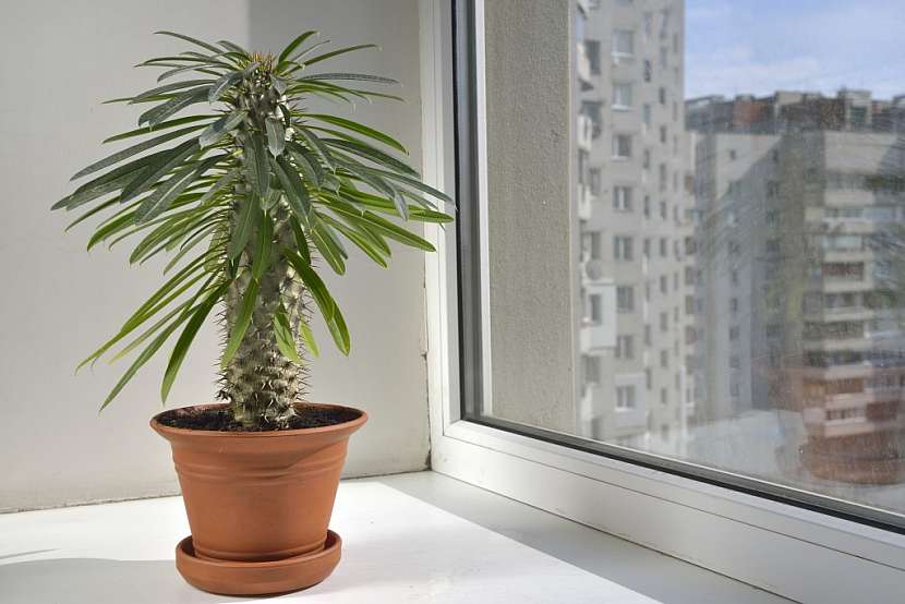 Pachypodium