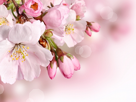 Keře s růžovými květy jsou ozdobou každé zahrady (Zdroj: Depositphotos)