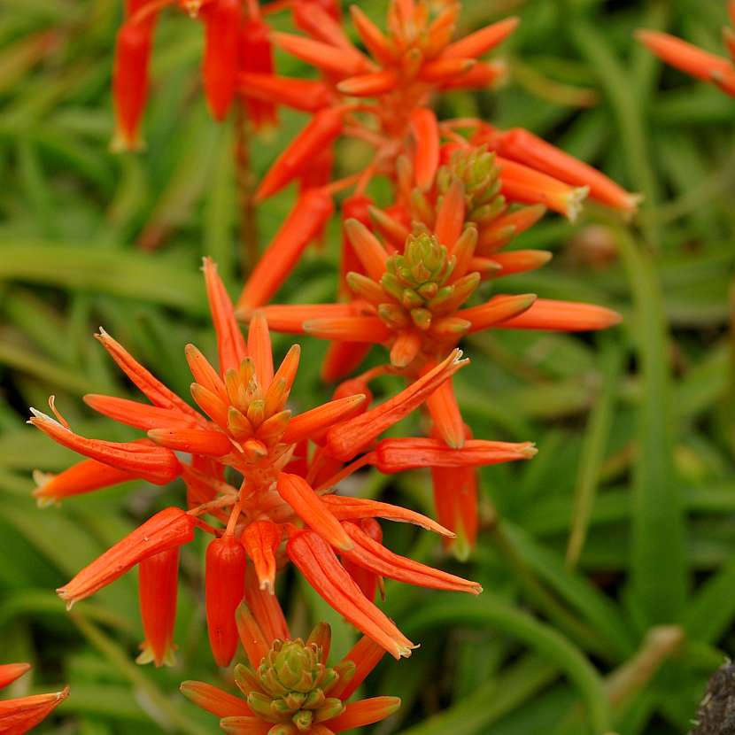 Aloe thomsoniae má krásné červené květy