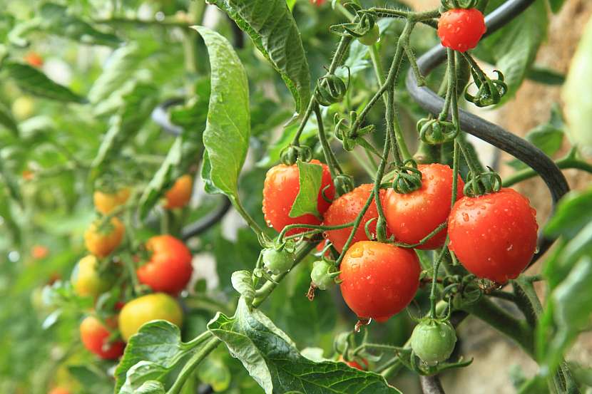Nať z rajčat nevyhazujte, bude účinná jako odvar proti škůdcům