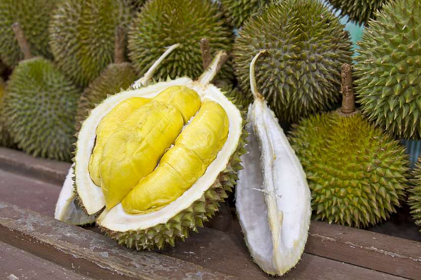 Durian je tropická a přímo páchnoucí plodina