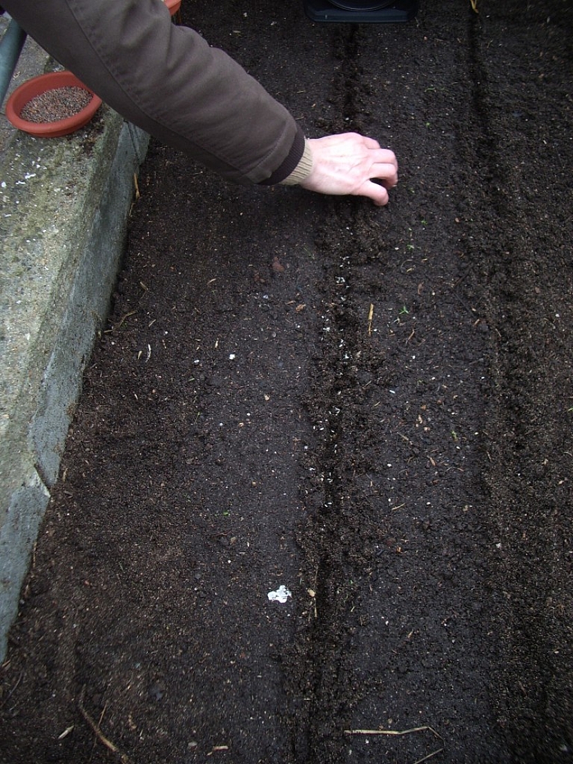Výsev semen do řádků v pařeništi