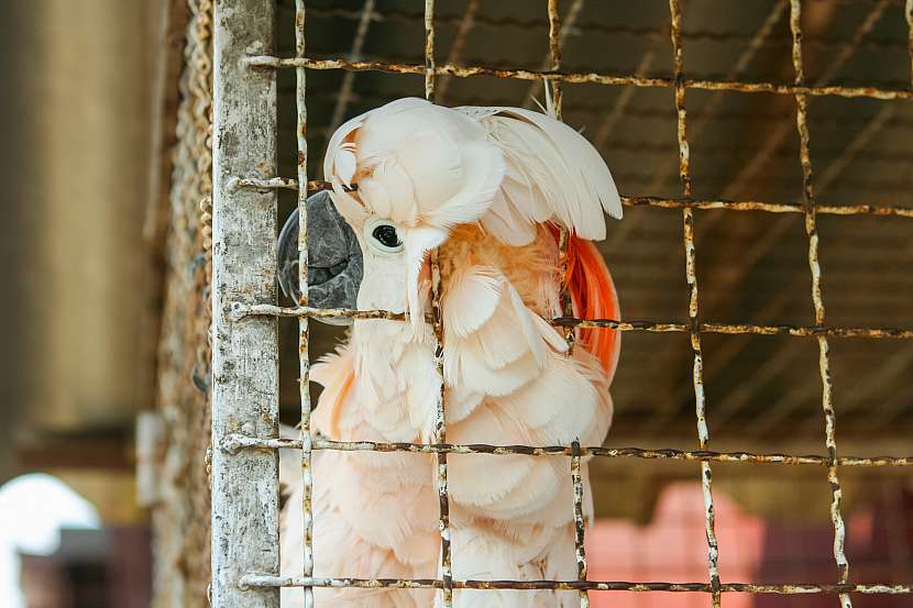 Při výběru klece pro velké papoušky je třeba klást velký důraz na kvalitu, protože větší druhy papoušků mají silný zobák