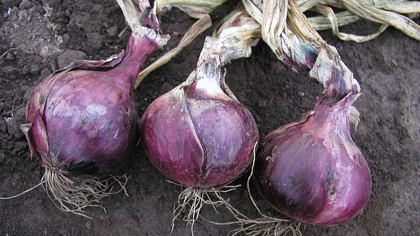 Pěstování cibule: poloraná, karmínově červená až fialová odrůda Karmen