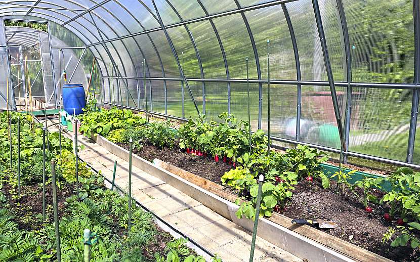 Zdravé rostliny ve skleníku dělají radost, úroda pak radost dvojnásobnou