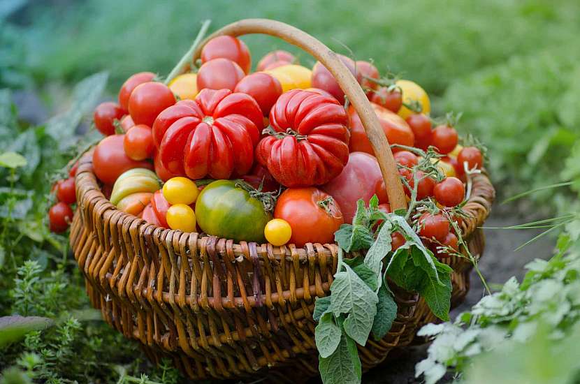 Odrůdy rajčat jsou vám k dispozici v nespočtu variant