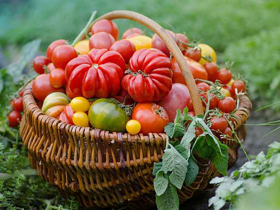 otevřít: Vyberte si tu pravou odrůdu rajčat