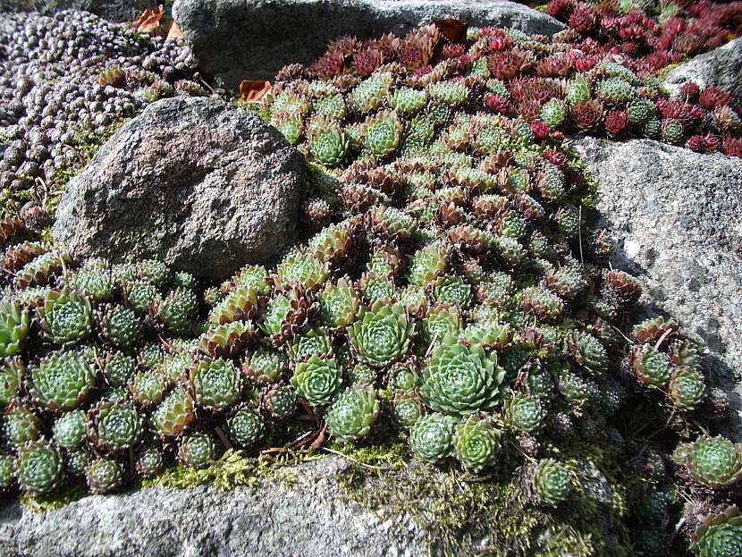 Netřesky se snadno pěstují ve skalkách i alpinech (Zdroj: Daniela Dušková)