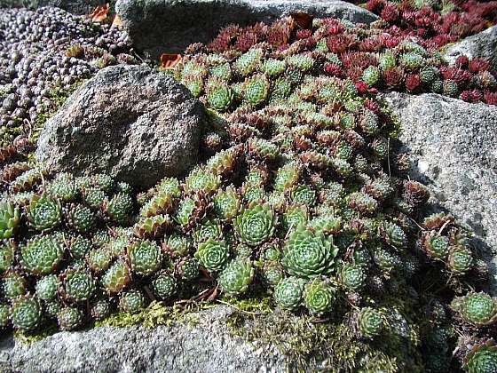 Netřesky se snadno pěstují ve skalkách i alpinech (Zdroj: Daniela Dušková)