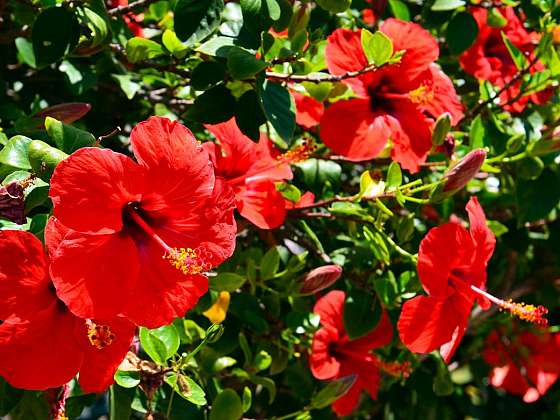 Hibiscus moscheutos – americký ibišek i na vaší zahradě