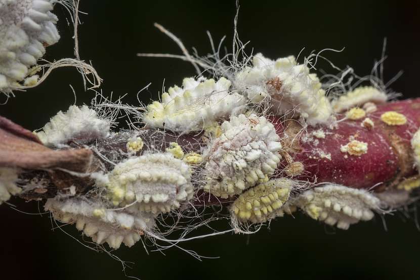 Běžný škůdce rostlin zvaný červec vypadá tak trochu jako podivná bytost z vesmíru (Depositphotos (https://cz.depositphotos.com))