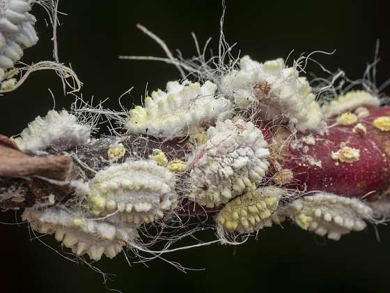 Běžný škůdce rostlin zvaný červec vypadá tak trochu jako podivná bytost z vesmíru (Depositphotos (https://cz.depositphotos.com))