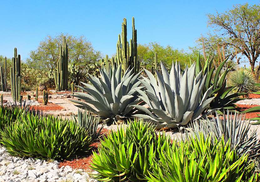 Kaktusová a sukulentní zahrada, kde pěstovaná agáve tvoří velmi podstatnou složku výsadby (Zdroj: Depositphotos (https://cz.depositphotos.com))