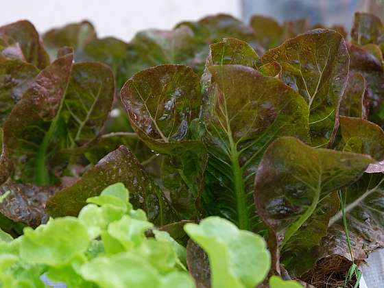 Pěstování zeleniny v bytě není jen sen, takový křehký a chutný salát si za oknem můžete vypěstovat už za 5 týdnů (Zdroj: Depositphotos (cz.depositphotos.com))