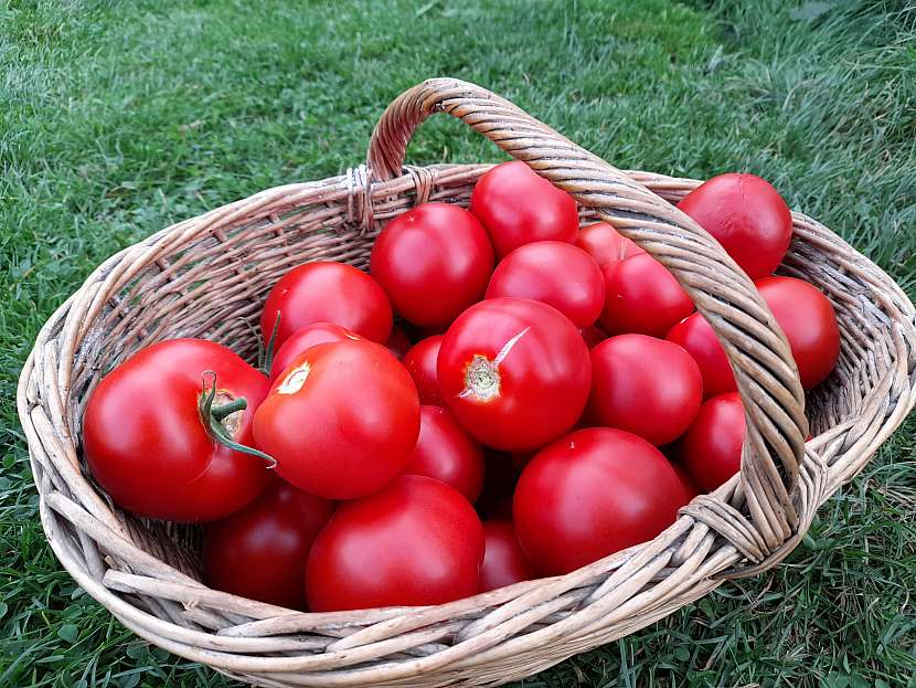 Rajčat můžete mít více než košík, jsou ale náročnější na živiny a polohu