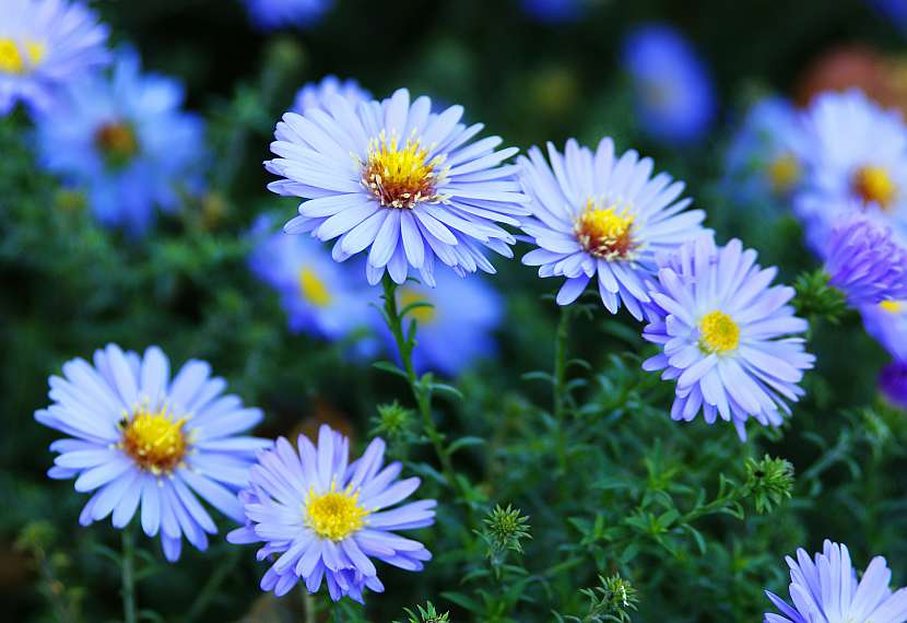 Hvězdnice mají nejčastěji fialové a růžové odstíny, ale zahradu můžete ozdobit i těmi, které kvetou modře