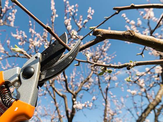 Řez ovocných stromů na jaře je odlišný od podzimního (Zdroj: Depositphotos (https://cz.depositphotos.com))