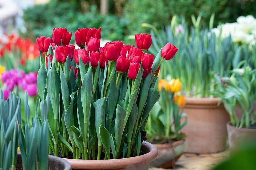 Myslete už teď na jaro. Zasaďte tulipány!