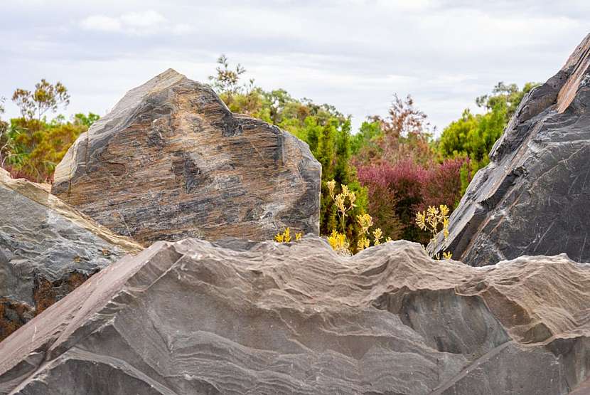 Cranbourne – Royal Botanic Garden aneb Když rozkvete australská pustina