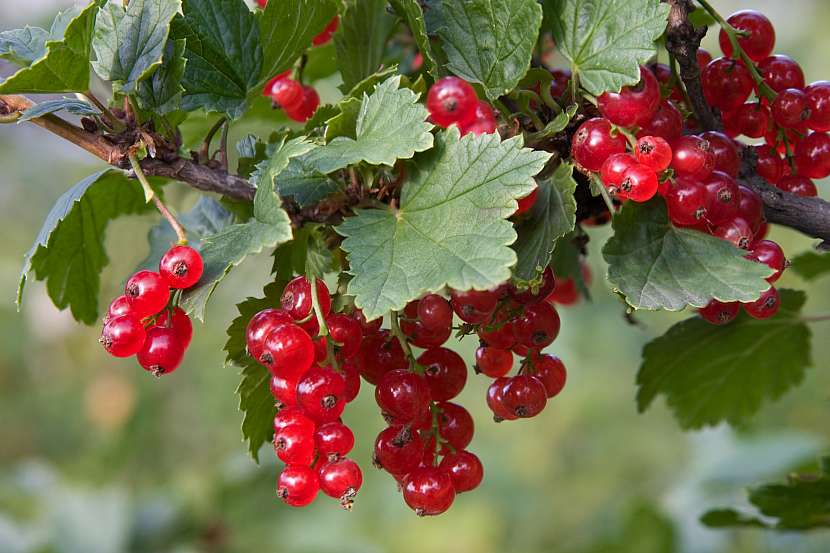 Podzim je vhodný na výsadbu ovocných keřů (Zdroj: Depositphotos (https://cz.depositphotos.com))