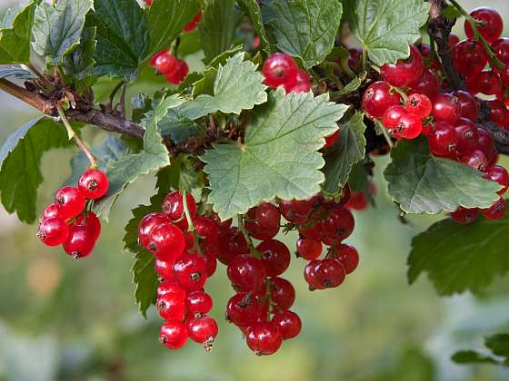 Podzim je vhodný na výsadbu ovocných keřů (Zdroj: Depositphotos (https://cz.depositphotos.com))