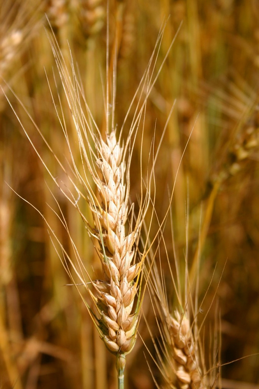 Osiva a semena pšenice
