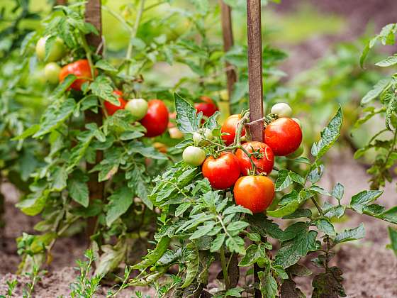 Pěstovat zeleninu můžete i bez skleníku, stačí zvolit vhodnou odrůdu (Zdroj: Depositphotos (https://cz.depositphotos.com))