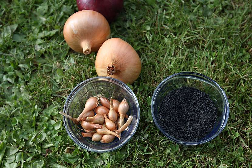 Cibuli můžete pěstovat ze semen nebo ze sazeček