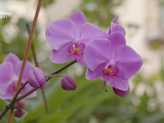 Zahradní poradna Lídy Duškové a Jana Kopřivy vám poradí, jak se postarat o orchideje a bylinky (Zdroj: Prima DOMA)