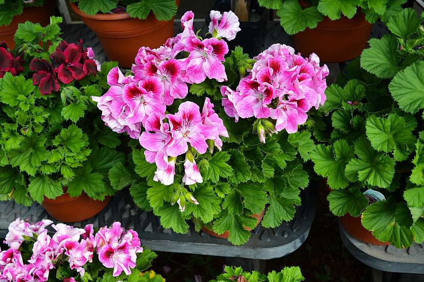 Rod pelargonium zahrnuje mnoho druhů muškátů