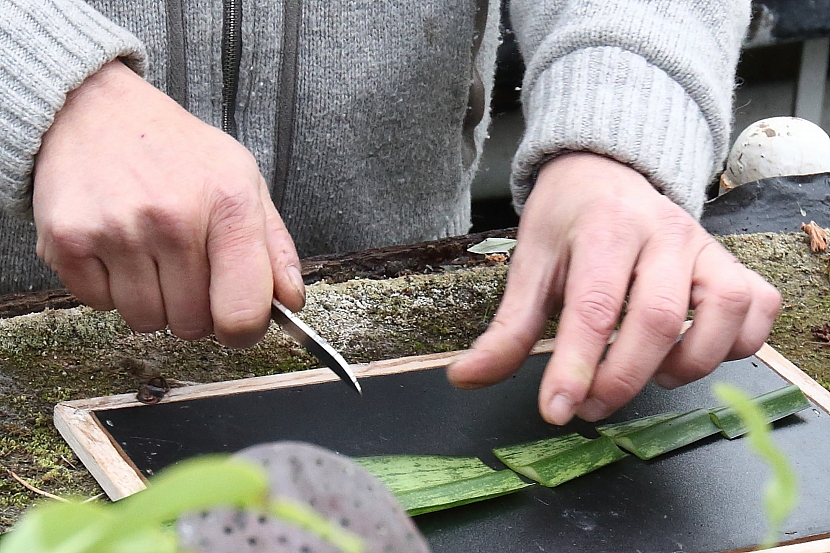 Desinfikovaným nožíkem nařežeme rostlinné řízky