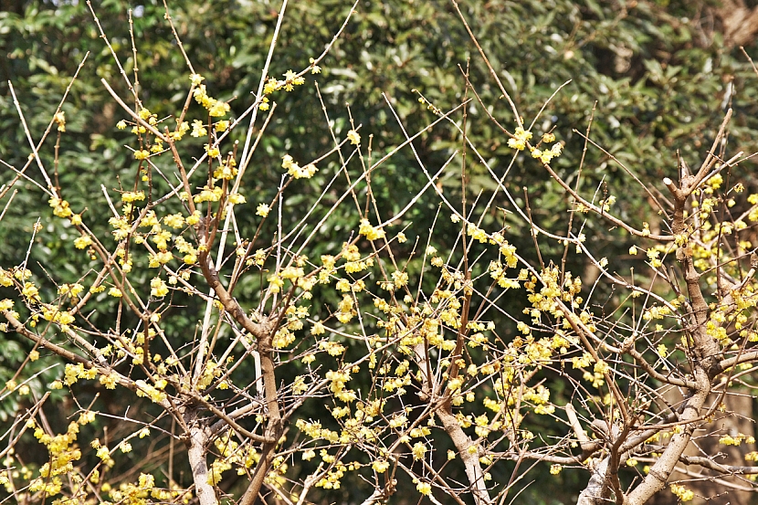 Zimnokvět časný (Chimonanthus praecox)