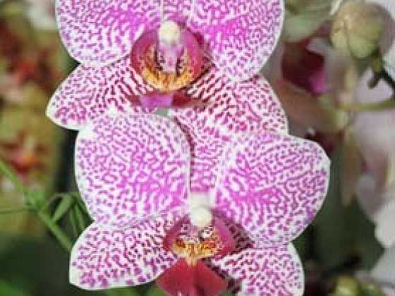 Líbí se vám orchideje?
