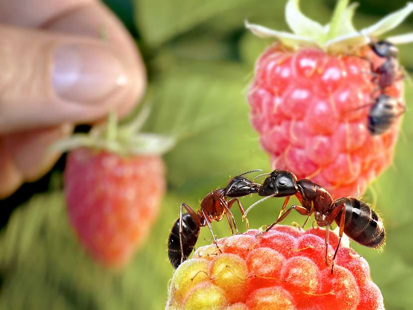 Jak se ekologicky zbavit mravenců v zahradě? (Zdroj: Depositphotos (https://cz.depositphotos.com))