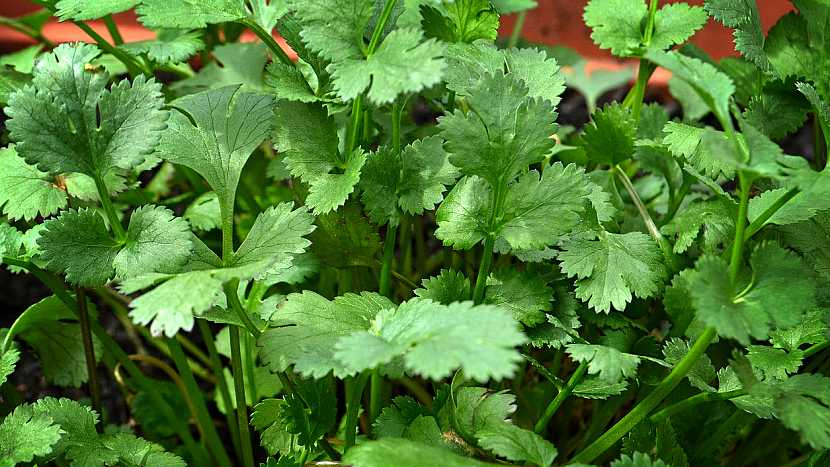 Koriandr je bylinka, která se hodí do polévek, salátů i k masu