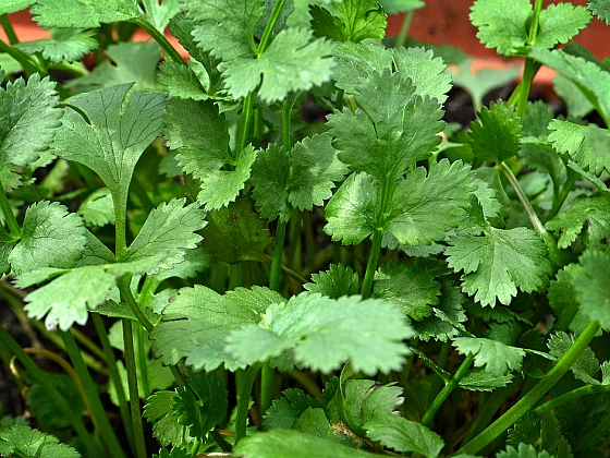 Koriandr je bylinka, která se hodí do polévek, salátů i k masu