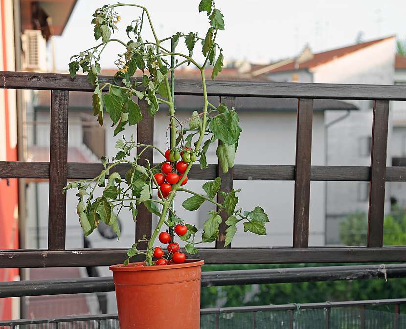 Využijte samozavlažovací květináče nebo pěstební vaky a velkoobjemové nádoby