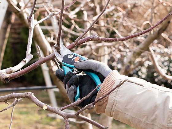 otevřít: Řezy dřevin v předjaří